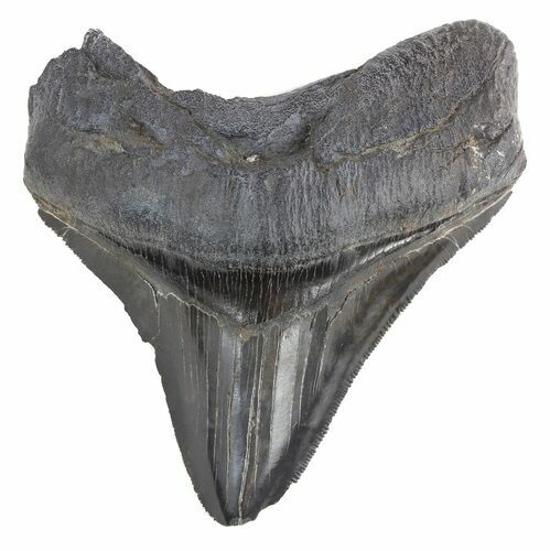 Bargain, Serrated Megalodon Tooth - South Carolina #47224